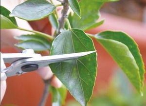 草本花与木本花，谁才是养眼高手？新手必堪！