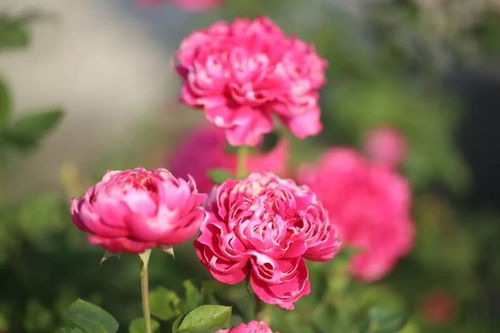 优点：优点多得数不完