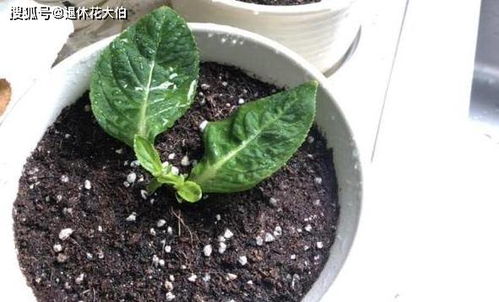 玉露花根烂了如何挽救
