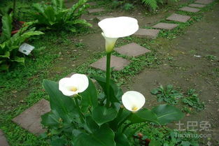 黄菖蒲的种植时间与生命力