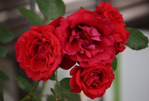 月季花开的优点