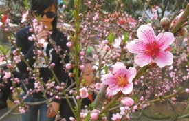 迎宵花的“复活记”