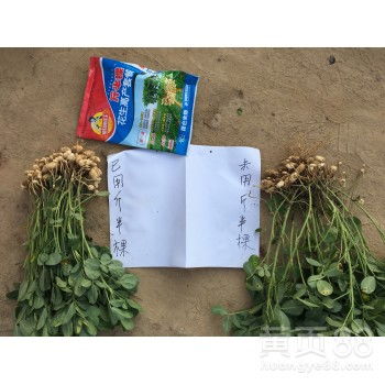 实际效果， 农民说了算