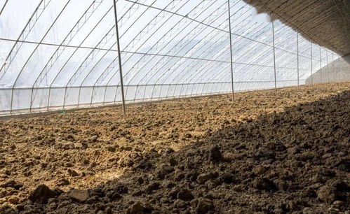 这种作物，长得咋样？