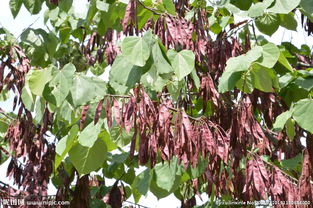 观叶植物病虫害防治