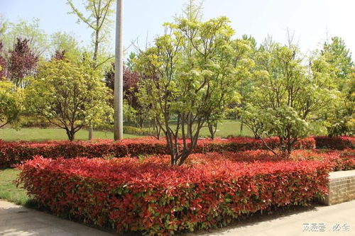 花木选择：利弊分析