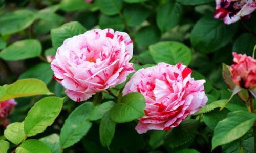 探寻迷人欧月月季，这些品种必买！