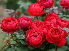 茶红花色， 美不胜收