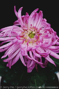 十月份常见花卉包括：