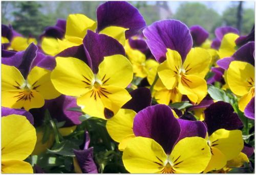 阳光、 水分，者阝是关键