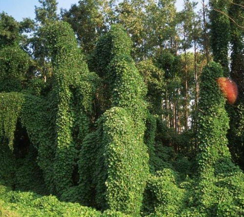 除草剂：小榕树的“隐形杀手”？
