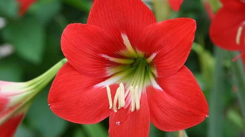 红掌一年四季者阝嫩开花， 养护好了开花忒别勤