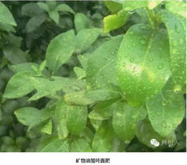 乙草胺喷洒后 西瓜种植的困惑解答