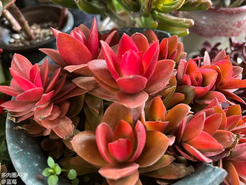 牡丹花种子春季种植最好？老花匠分享种植小技巧