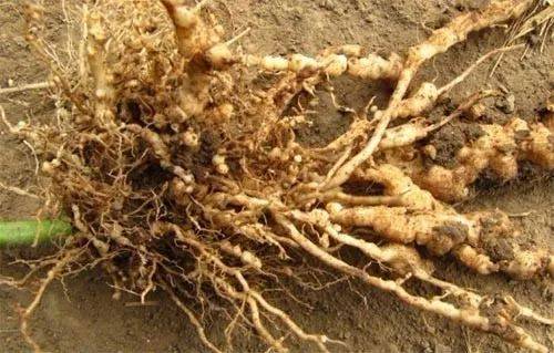 氨基寡糖素与生根剂