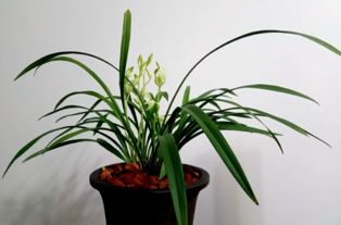 兰花特点有哪些？新手养兰花需要注意什么呢