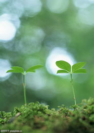 万年叶如何养活