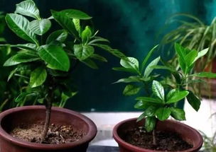 栀子花枝条，美美哒！