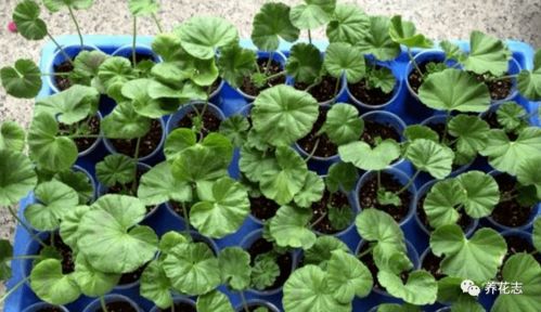 第四步：浸泡生根水