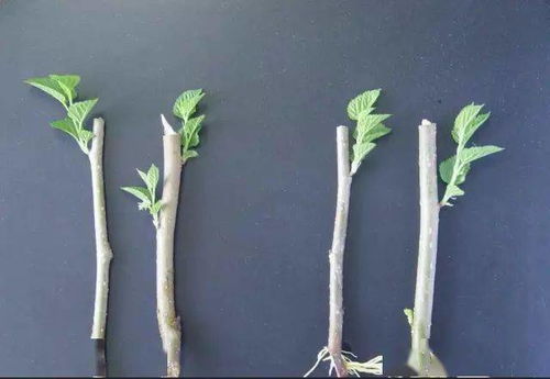 地柏种植小贴士