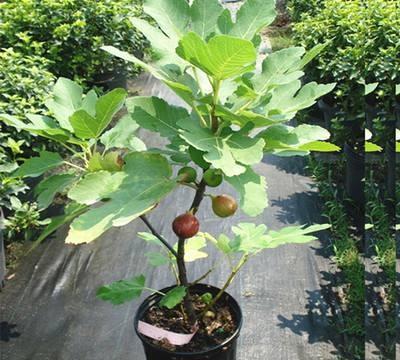 无花果盆栽需选用透气性好、排水性佳的盆