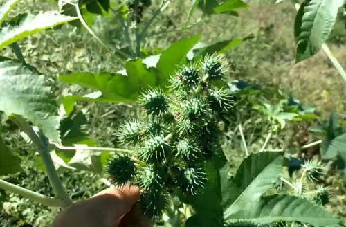 蓖麻种植指南：每亩种子用量