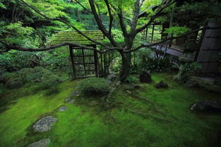 院子里长满青苔，试试这款青苔清洁剂