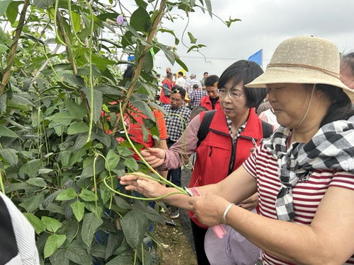广西合浦举办豆角种植能手评选，聚焦本土农业发展