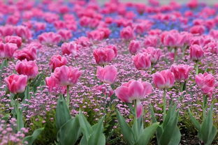 欧洲花卉的多样性