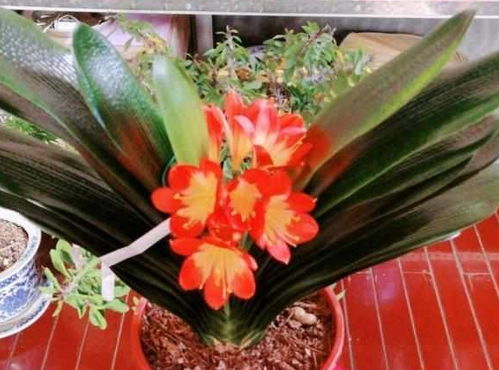 君子兰速开秘籍，30天绽放惊艳！