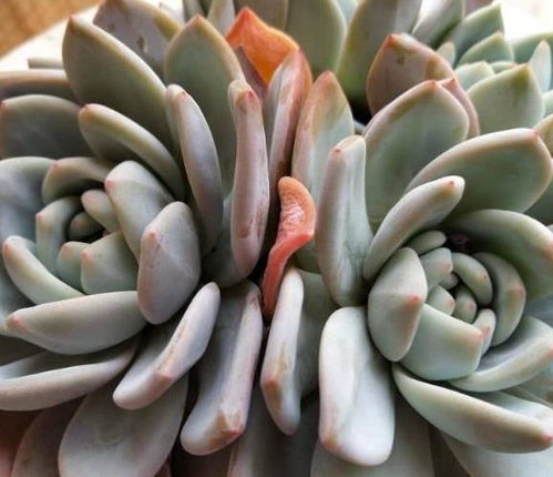 厨余堆肥的制作与使用