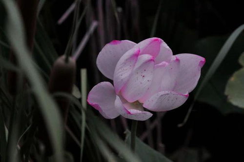 冷艳花朵（凛冽清风中的孤独之美）的品种有哪些
