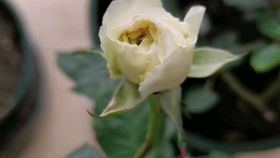 探寻伊芙的香气之谜