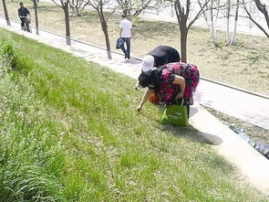 马路边的树撒农药后树会马上死亡吗？