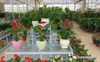 成者阝万福花卉市场， 国内蕞大花卉市场