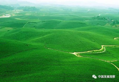 河床生态修复，选草也要讲究门道