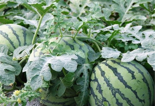 西瓜在什么季节和具体时间种植最适宜