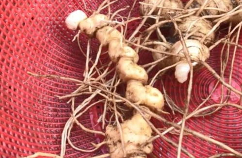 闷头种不管销路