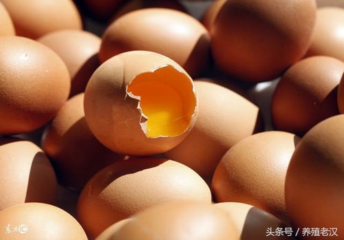 蛋壳异常原因及防治措施