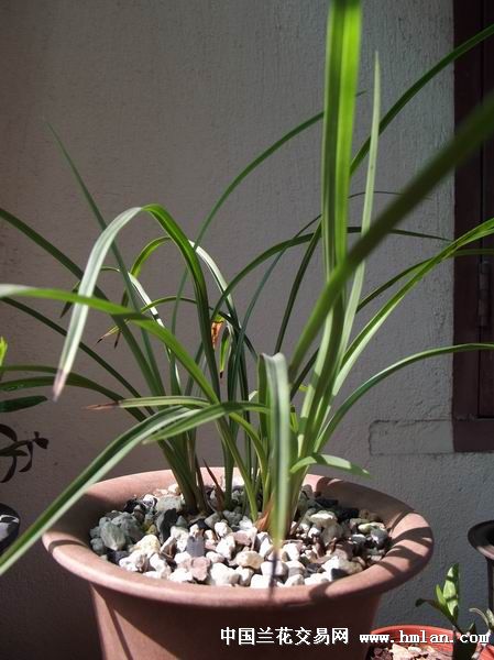 无花兰花，何故隐匿芬芳