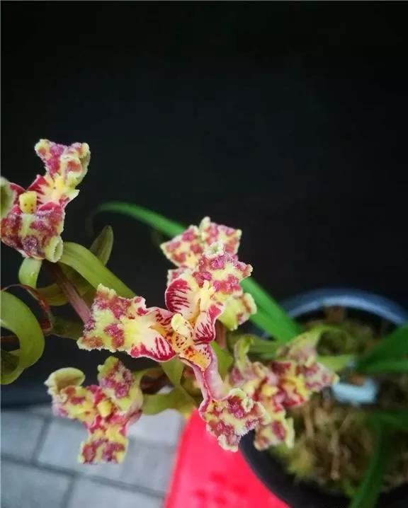 二、香味较量：美国凌宵香不香？中国凌宵有啥味？