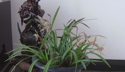 建兰什么季节开花？南北开花时间一样吗