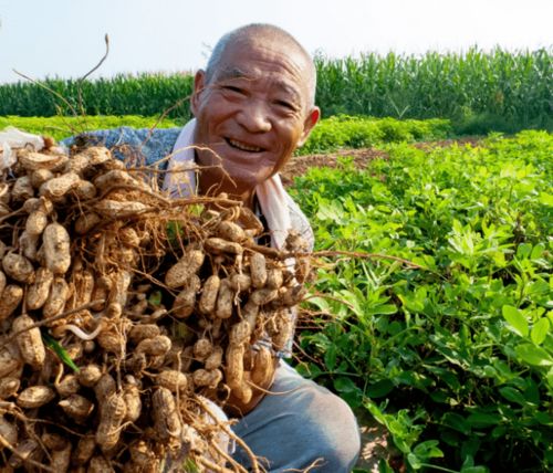 花生最佳种植期在春季3月至5月