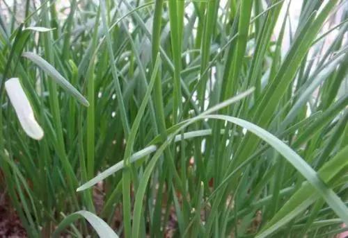 韭菜的类型揭秘