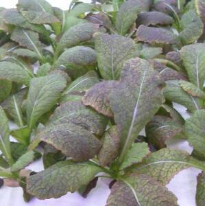芥菜富含营养，具有清热解毒、开胃消食等功效