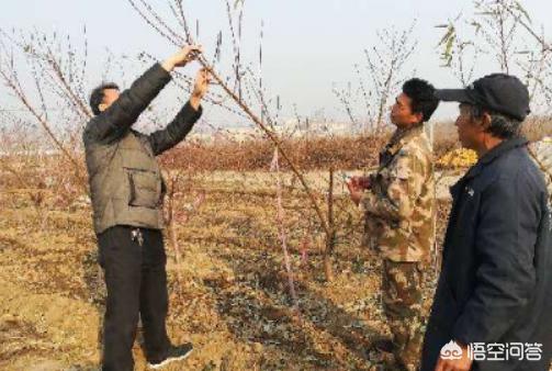 桃树的夏剪时机