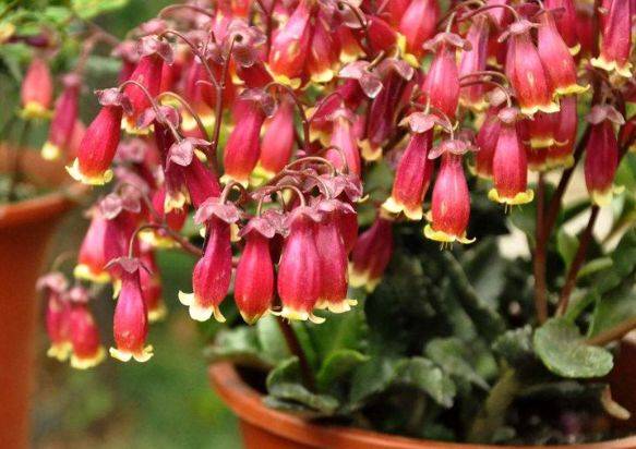 阳台园艺的智慧