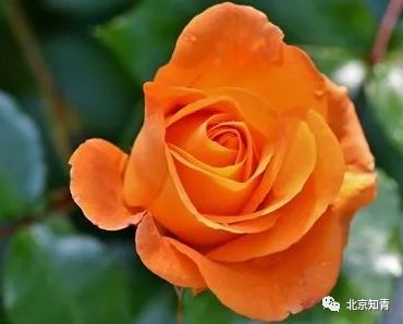 “那美丽的橙色月季花在花园中绽放