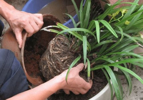 兰花换盆时如何保护新芽，并选择合适的植料铺面方法