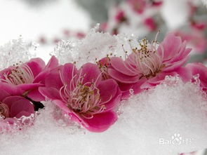 山东省适合养殖梅花吗？